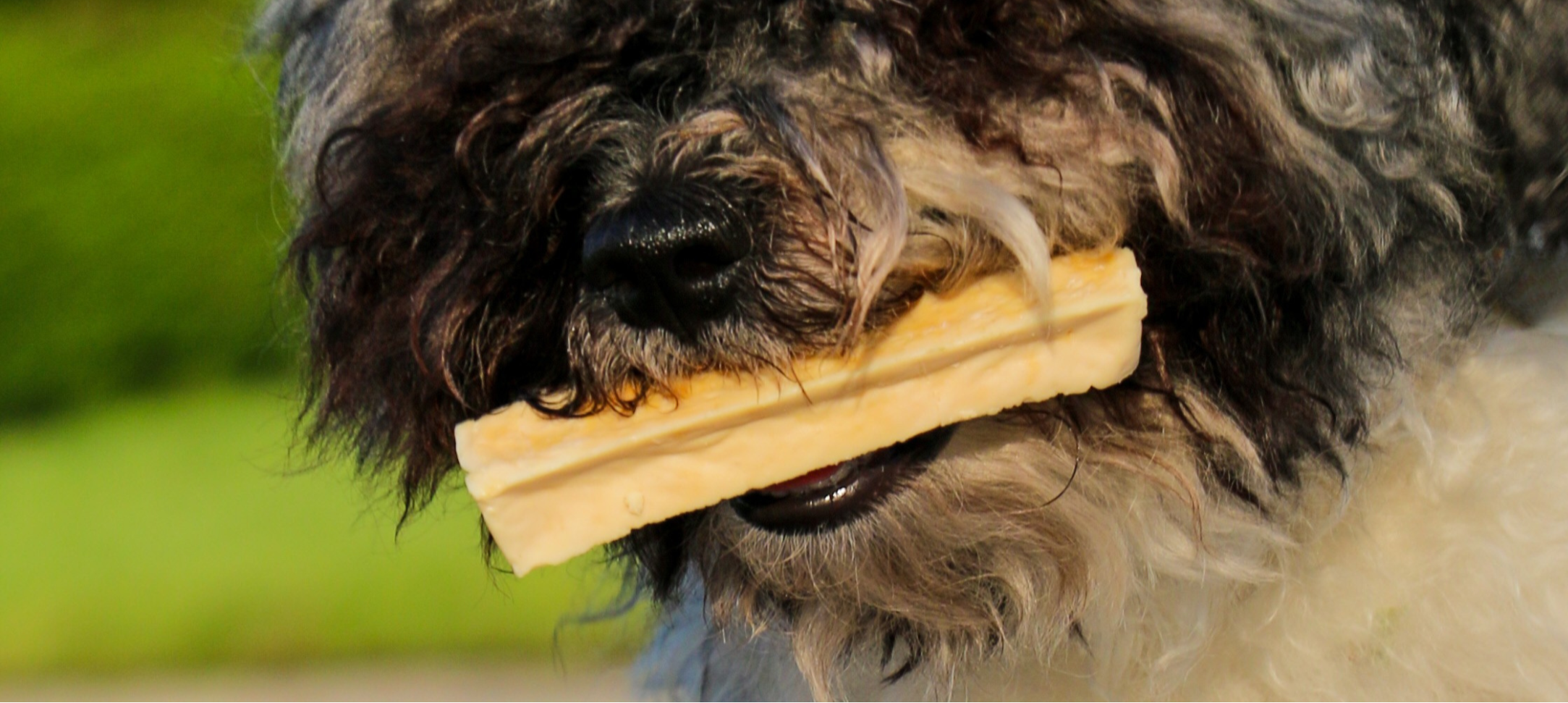 Dog holding a bone-shaped chew toy in its mouth with a blurred green background